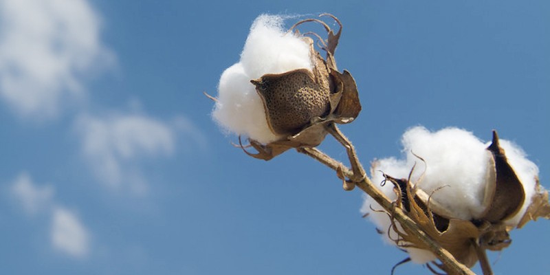 El algodón orgánico: lo mejor para dormir tranquilamente